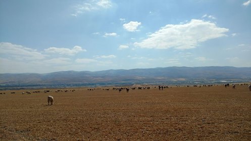 העדר של הרועים הפלסטינים מחירבת אל-דיר שקוע במרעה (צילום: אורלי נוי)