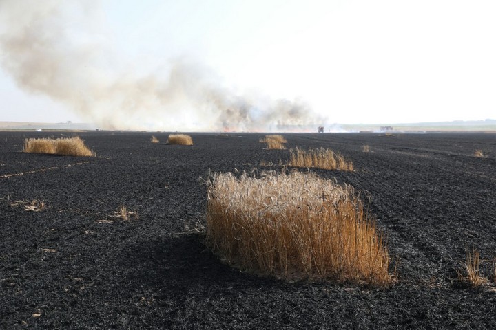שדה שרוף ליד ניר עוז. השדה הוצת על ידי עפיפון שהועף מעזה (אורן זיו / אקטיבסטילס)