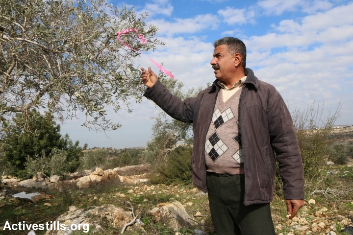 חקלאי ליד עץ המיועד לכריתה לצורך סלילת כביש עוקף נבי אליאס, דצמבר 2015 (אחמד אל-באז / אקטיבסטילס)