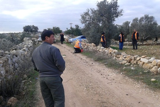 בעלי האדמות מתבוננים באנשי המנהל האזרחי הכורתים את עצי הזית שלהם. (צילום: מוסא טביב, באדיבות "לוחמים לשלום").