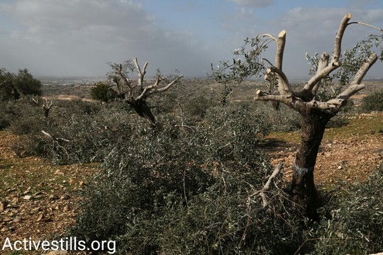 העצים מפנים את הדרך לטובת כביש הפרדה (צילום: קרן מנור/אקטיבסטילס)