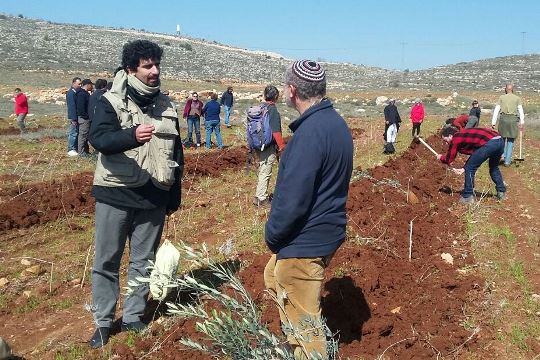נטיעות ט"ו בשבט באום אל חיראן ותורמוס עיא (צילום: רבנים לזכויות אדם)