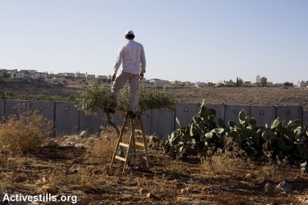 חקלאי בכפר ניעלין מקיף על אדמותיו שמעבר לחומה (קרן מנור / אקטיבסטילס)