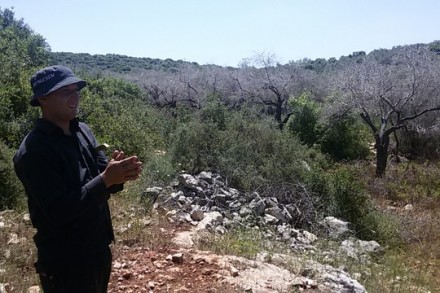 שורה של עצי זית מתים כתוצאה מהביוב. ג'ינספוט (צילום: אביב טטרסקי, דהרמה מעורבות חברתית)