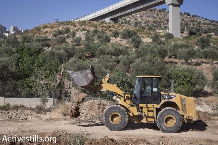 עקירת עצי זית, בית ג'אלה (אורן זיו / אקטיבסטילס)