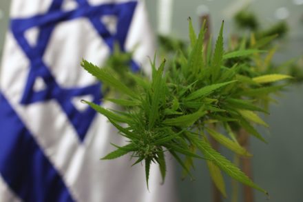 עציץ קנאביס בכנסת בדיון של ועדת הבריאות (קובי גדעון / פלאש90)
