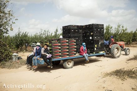 ארכיון: עובדי חקלאות תאילנדים נוסעים על טרקטור בתחילת יום עבודה במושב (שירז גרינבאום/אקטיבסטילס)