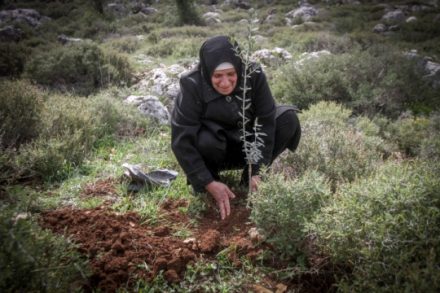 פלסטינית נוטעת עץ זית ליד ההתנחלות תפוח, לאחר עקירות והרס שזרעו המתנחלים (צילום: נאסר אסתיה, פלאש90)