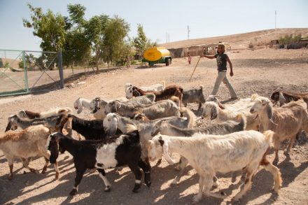 ילד רועה צאן בח'אן אל-אחמר. המעבר יהרוס את הפרנסה המסורתית (צילום: ריאן רודריק ביילר/אקטיבסטילס)